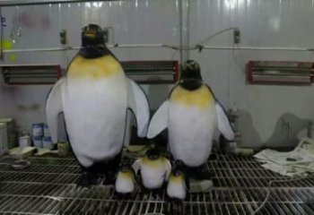 風景區玻璃鋼企鵝雕塑 售樓處廣場雕塑 仿古擺件