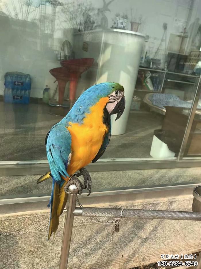 承接鸚鵡雕塑，鳥禽擺件，彩繪仿真工藝