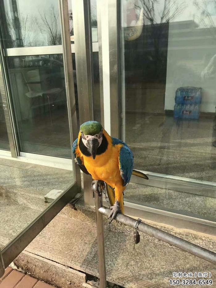 定制鸚鵡雕塑，鳥禽擺件，彩繪仿真工藝