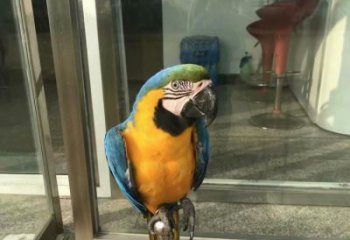 幾何鸚鵡雕塑 庭院仿真雕塑 彩繪擺件