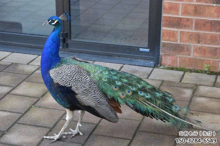 彩繪孔雀雕塑精品，標(biāo)識雕塑，小區(qū)仿真孔雀雕塑供給?